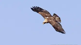 Царски орел, една от най-редките птици в света, е прострелян край Ямбол 