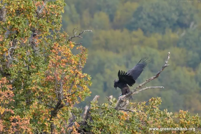 Първото карталче, отгледано този век в България, успешно напусна гнездото си