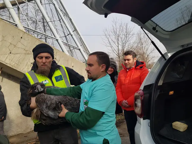 За първи път от десетилетия двойка черни лешояди пристигна в зоопарка в София