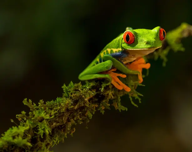 Нов крак порасна на жаба с откъснат крайник