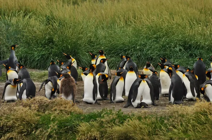 Пингвините са ключови индикатори за климатичните промени в Антарктика