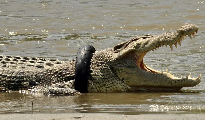Крокодил беше освободен от мотоциклетна гума след шест години (видео)