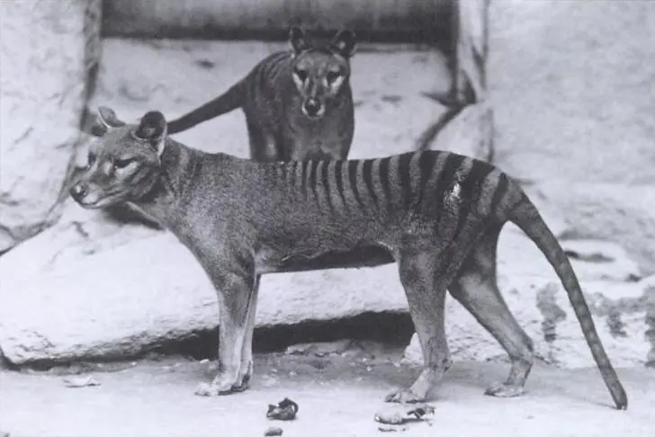 Австралийски учени ще клонират изчезналия тасманийски вълк