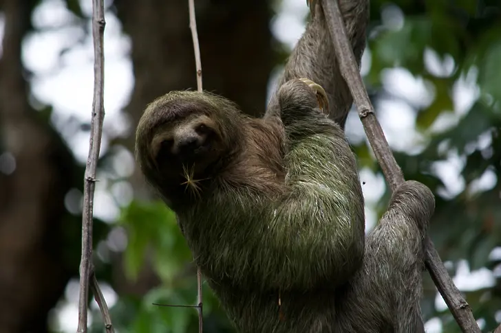 Спасиха от сигурна смърт ленивец, висящ на кабел в Колумбия