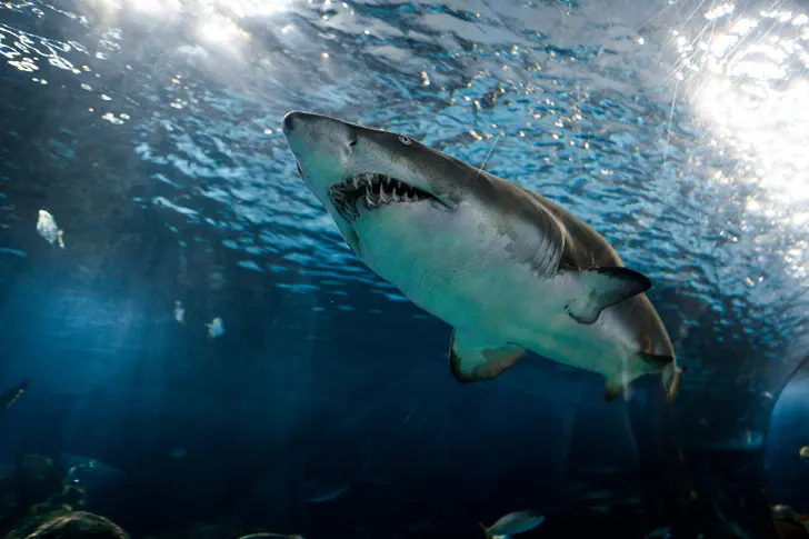 Издирват голямата бяла акула, убила плувец в Сидни