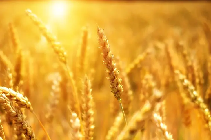 Европейските цени на пшеницата удариха тавана след инвазията в Украйна