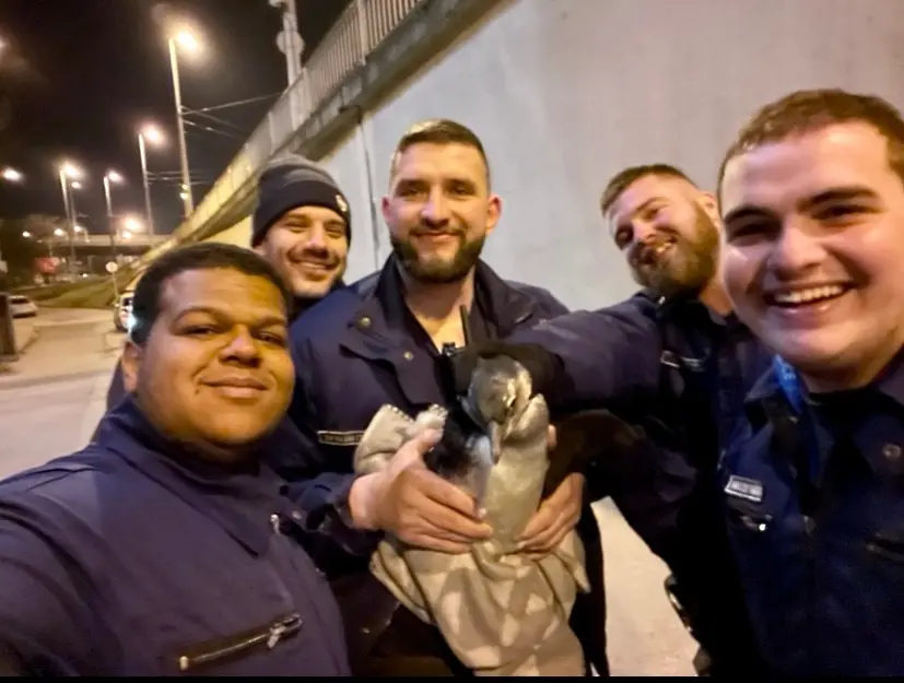 Бебе пингвин се разходи по улиците на Будапеща и полицията го арестува