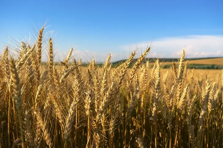 Кипър реши да купи 36 хиляди тона зърно заради войната в Украйна