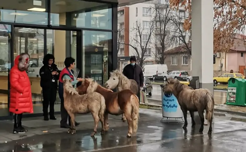 Понита отидоха до хипермаркет, посрещнаха ги с хляб, но без сол