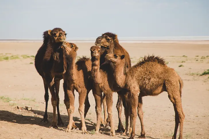 Жена прекоси Австралия от бряг до бряг с пет камили 