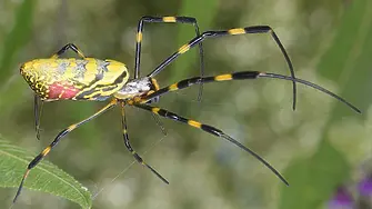 Гигантски паяци нападат Източното крайбрежие на САЩ