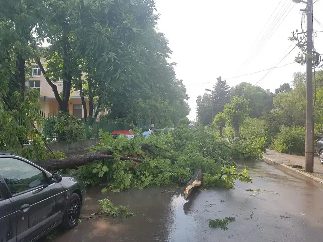 Община Пловдив: Не минавайте под високи дървета и не паркирайте колите си отдолу, вятърът ще е много силен 