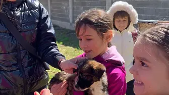 В Пловдив отбелязаха Световния ден на безстопанствените кучета 