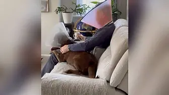  Мъж си сложи яка на врата, за да не се чувства самотно оперираното му куче (видео) 