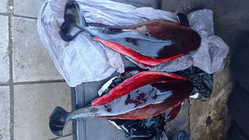 В Бургас: Откриха мъртви делфини в контейнер
