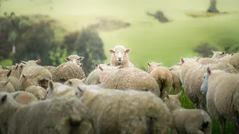 Качеството на продукцията в овцевъдството