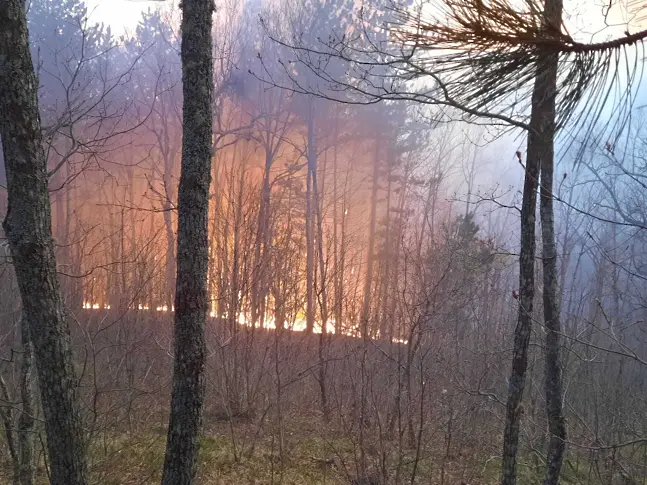 550 дка гори опустошени след пожара в Странджа