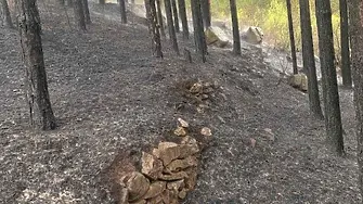 Пожар унищожи близо 5 декара гора в землището на Кричим