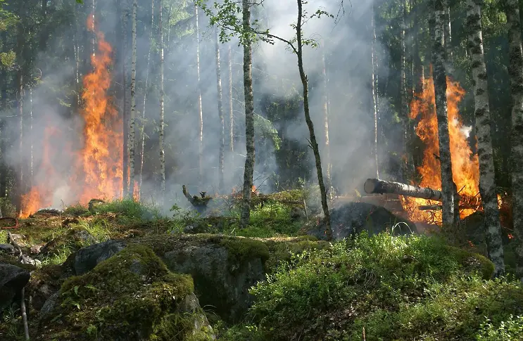 Голям горски пожар избухна на Халкидики (снимки)