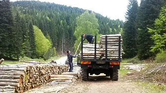 Дървопреработвателите в Пиринско излизат на протест