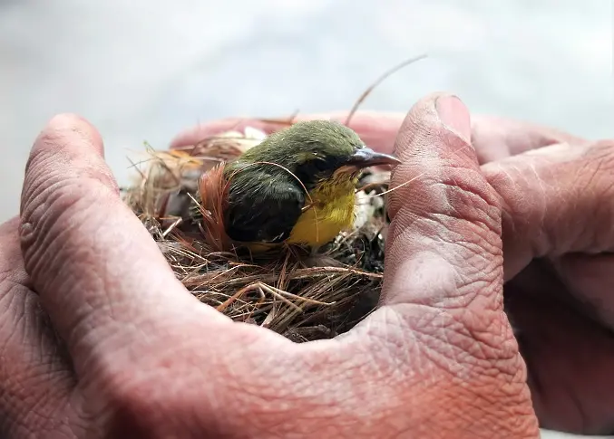 Над 300 вида птици симулират нараняване, за да защитят гнездото си