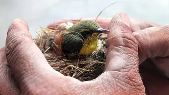 Над 300 вида птици симулират нараняване, за да защитят гнездото си