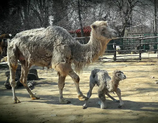Черни лебеди и камилче сред новите бебета във варненския зоопарк 