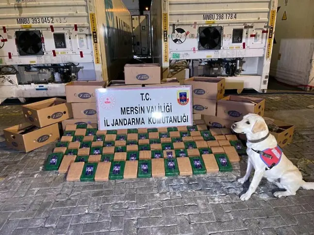 Куче помогна за откриването на над четвърт тон кокаин 