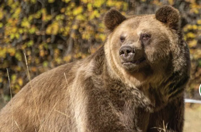 Днес отваря врати за посетители Паркът за мечки над Белица