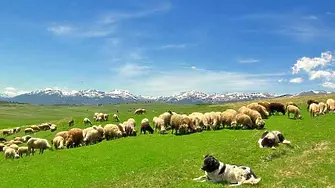 Стотици земеделци и животновъди празнуват в Кресна
