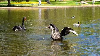 Черен лебед е новият обитател на езерото в парк 