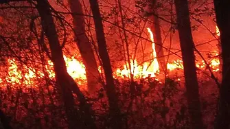 Пожар погълна 80 дка иглолистна гора край Илинденци