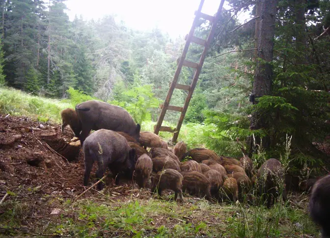 Диви прасета унищожават насаждания от картофи в родопско село 