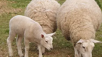 Овчар остана без стадото си 