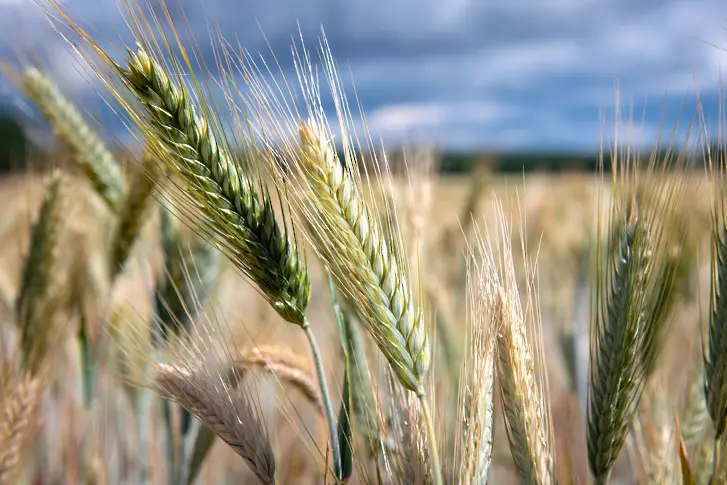 С 20% намалена реколта от зърно в Украйна може да доведе до „огромна инфлация“