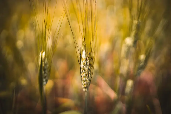 Цените на пшеницата в Африка са се повишили с 60% заради войната в и Украйна