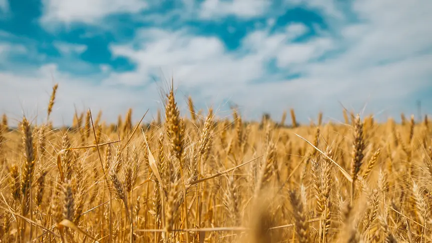 ООН: В Украйна са блокирани милиони тонове неизползвано зърно