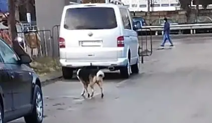 Хванаха кучето, нахапало дете в Ловеч