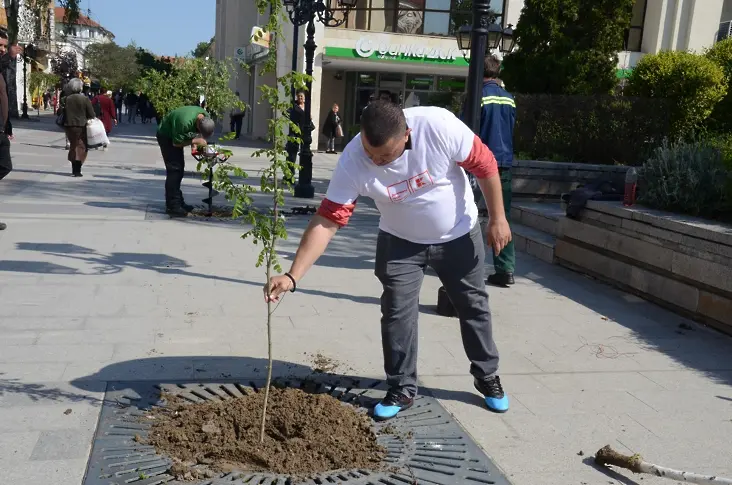 Засадиха медоносни дръвчета във Видин