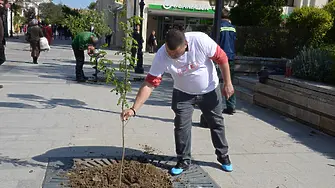 Засадиха медоносни дръвчета във Видин