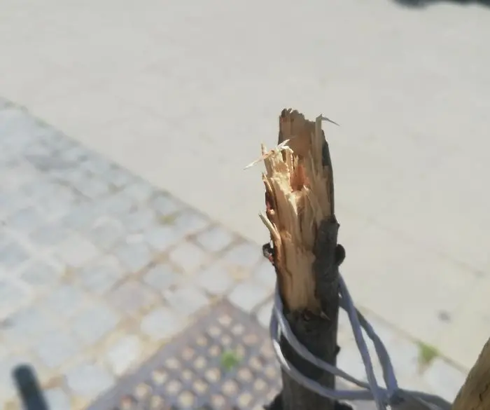 Вандали прекършха дръвчета по главната пешеходна улица в Благоевград