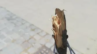 Вандали прекършха дръвчета по главната пешеходна улица в Благоевград