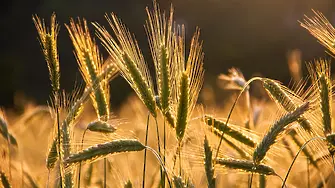 Индия забрани износа на пшеница