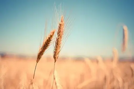 Германия обяви, че 25 млн. тона зърно са блокирани в украинските пристанища