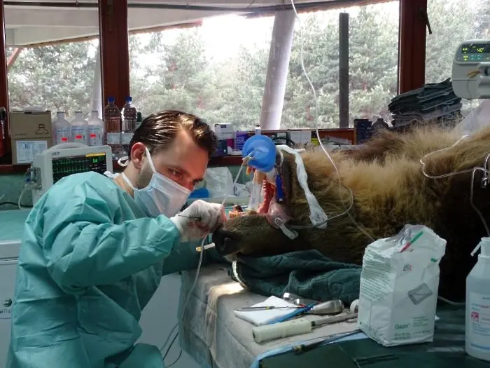 Ветеринарни лекари прегледаха осем мечки от Парка в Белица