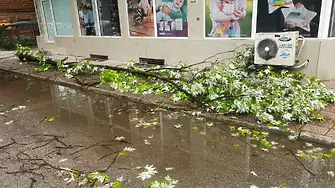 Паднали дървета и наводнени улици след вчерашния порой в Пловдив (СНИМКИ)