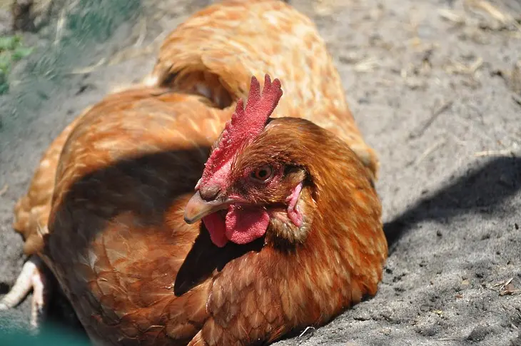 Агенцията по храните запря домашните кокошки