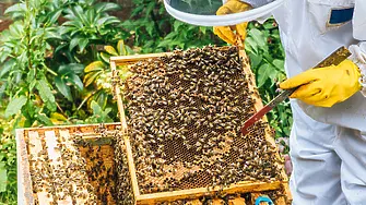 Опазването на българските пчели