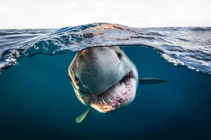 Снимката-победител в конкурса "Британски подводен фотограф на годината" за 2022 г.