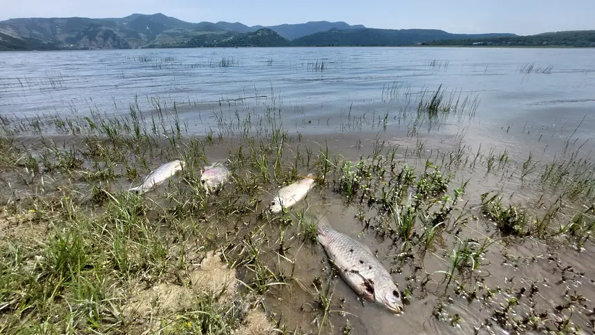 Екоинспекцията в Хасково проверява причините за измряла риба в яз. „Студен кладенец”